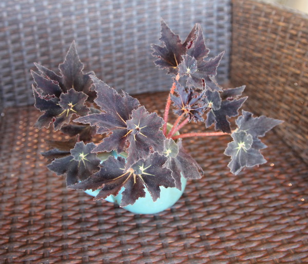 Begonia (Black Fang) от Plants.bg с отлична цена