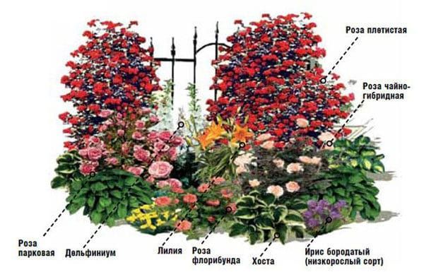 Идеальные соседи для роз: растения, которые можно посадить ...