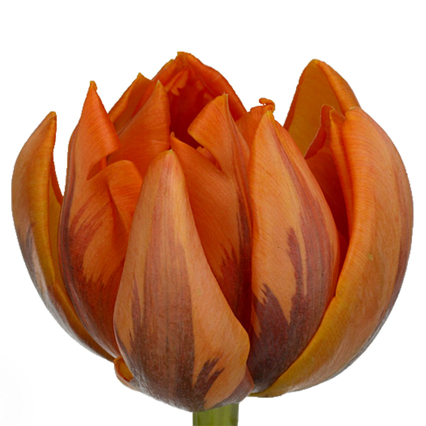 Tulipa double Double Princess TU DU DOUBLE PRINCES | Tulipa ...