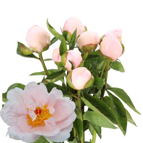 Hollingsworth Peonies - 'Pink Vanguard' http ...