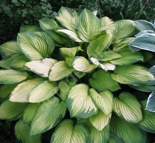 Хоста гибридная (Hosta х hybrium `Gold Standard`) - Клумбы ...