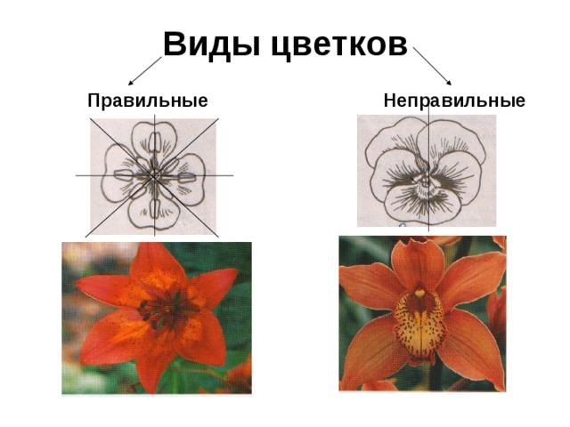 КРОТОН ПРАВИЛЬНЫЙ НЕПРАВИЛЬНЫЙ УХОД!Подходящее место ...