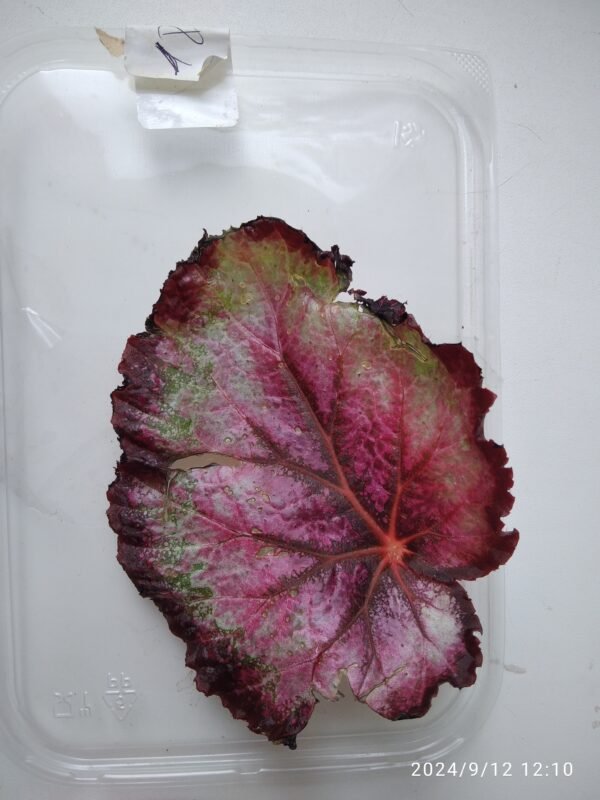 Begonia aconitifolia A ...