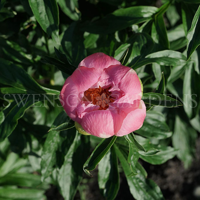 Parkland Peonies – Peony Cut Flowers ...