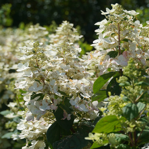 Гортензия метельчатая (Hydrangea paniculata `Baby Lace ...