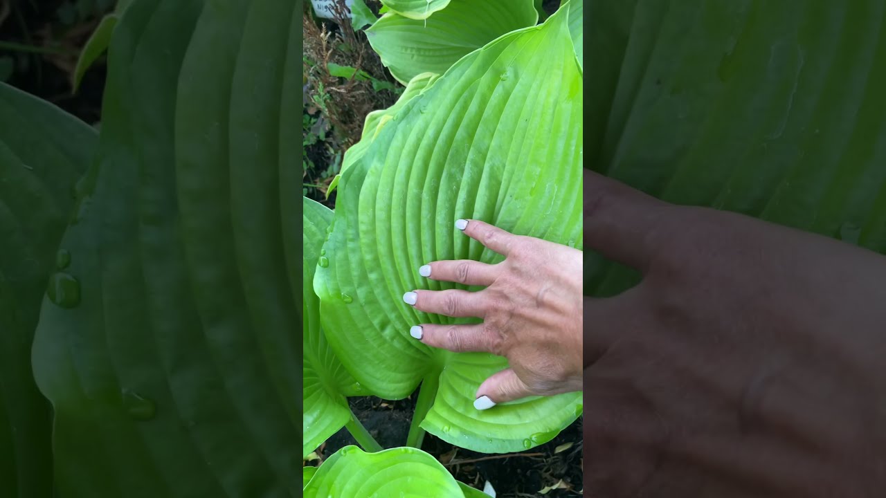 Hosta BLACK HILLS | Хоста Блэк Хиллс фото и описание ...