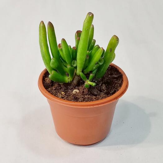 Crassula cv. GOLLUM