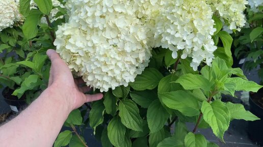 Гортензия метельчатая Шугар Раш / Hydrangea paniculata Sugar Rush