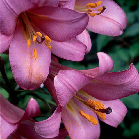 Lilium tigr 'Purple Life' - GARDENIDEA