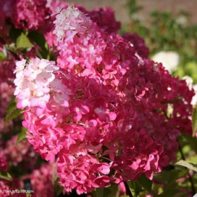 Гортензия метельчатая `Тач оф Пинк`, Hydrangea paniculata ...