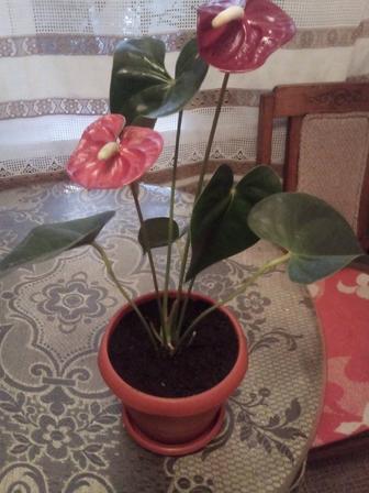 Anthurium in New York NY - ManhattanFlorist.com