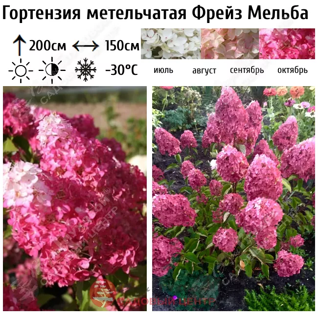 Гортензия метельчатая (Hydrangea paniculata `Fraise Melba ...