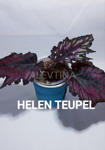 Бегония Helen Teupel, в наличии. Цена: 200₽ во Владивостоке