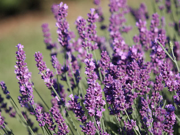 Лаванда узколистная (Lavandula angustifolia) - Рокарии - По ...