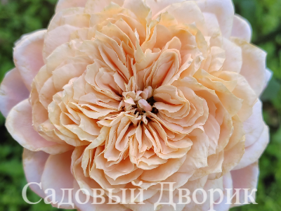 Роза GYPSY ®: описание, фото, отзывы — RoseCatalog.ru