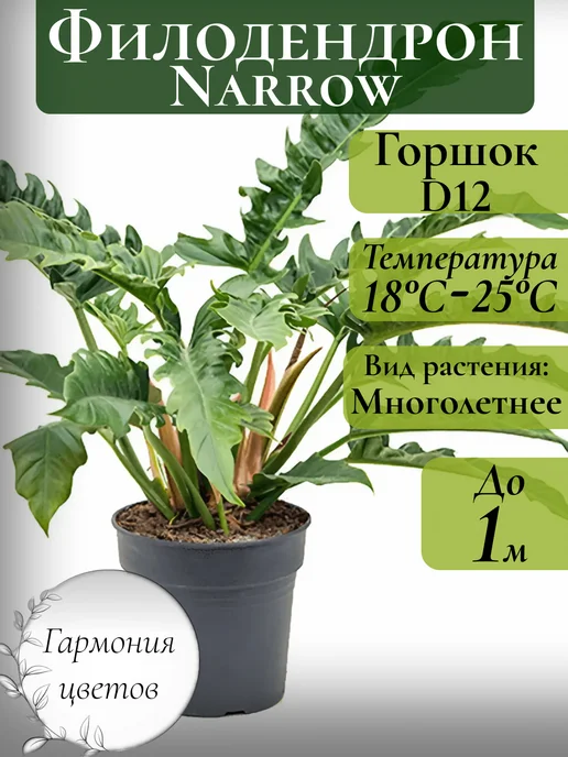 Пион Сара Бернар (молочноцветковый): купить в Москве саженцы ...