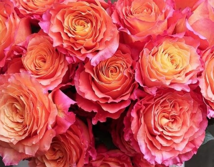 Garden Spirit | Peach Garden Rose - Garden Roses | Flower ...