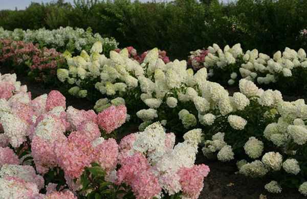 Гортензия метельчатая Мэджикал Везувио Hydrangea Magical ...