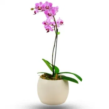 Phalaenopsis Malmo. Купить орхидею ...