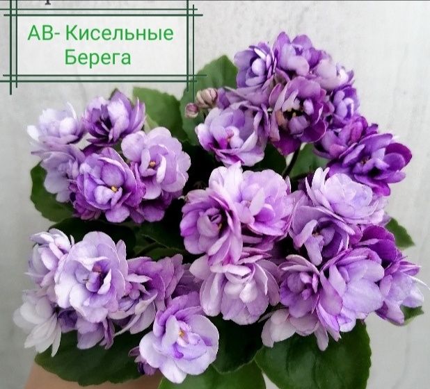 Фиалка Honey Blue Ace, мини, цена 5 р. купить в Минске на ...