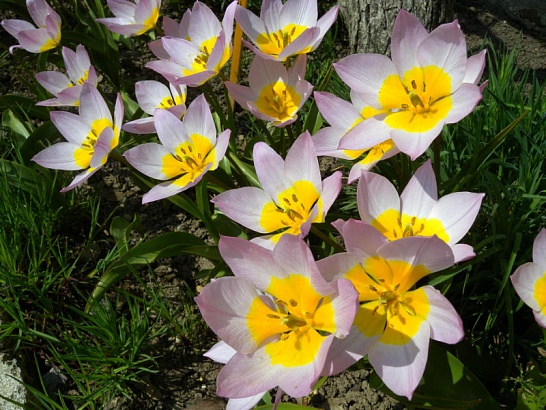 примула Primula Saxatilis фото купить - Каталог примулы 2013