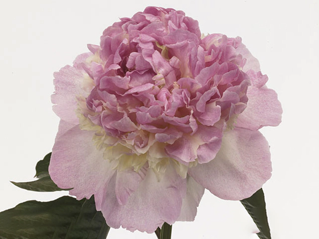 Raspberry Sundae Peony – Paeonia x 'Raspberry Sundae ...