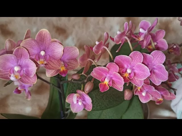 Phal. Charming ...