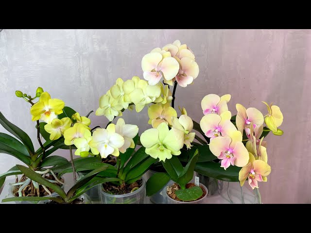 Phalaenopsis hybrid - форум магазина коллекционных орхидей ...