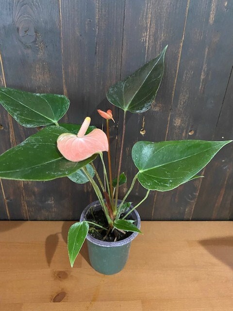 Anthurium 'Rainbow Champion' | Karl ...