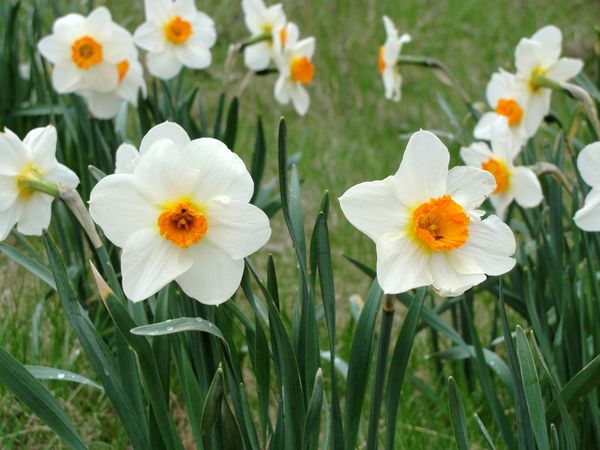 Нарцисс Рози Клауд (Narcissum Rosy Cloud)