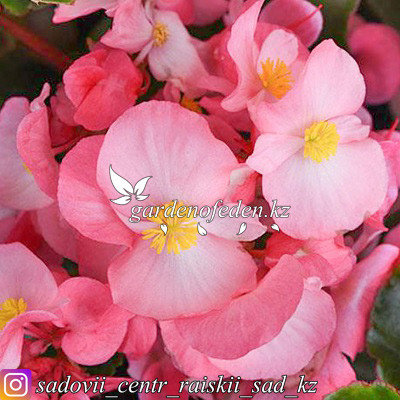 Megawatt Pink Green Leaf Begonia (Begonia 'Megawatt Pink ...