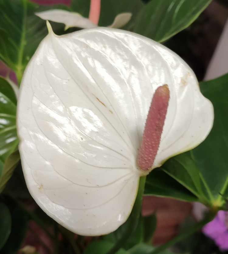 Anthurium Adios Spring - Ceny i opinie - Ceneo.pl