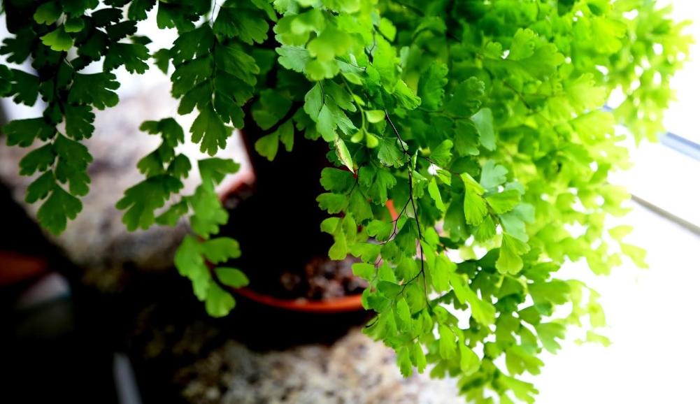 Адиантум радди (Adiantum raddianum) — описание, выращивание ...