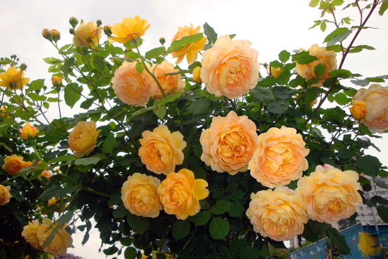 Rosa 'Golden Celebration' — Википедия