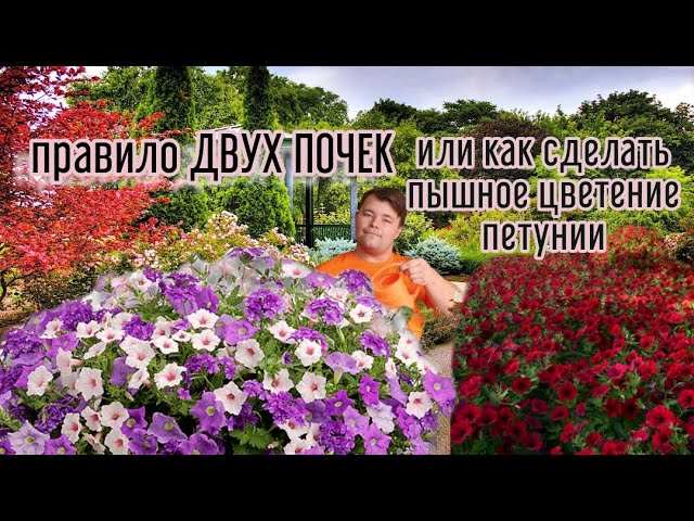 Семена Петуния минифлора (компактная ...