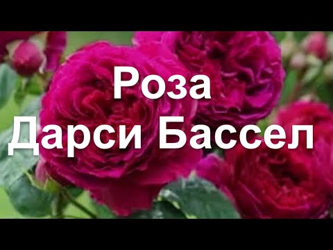 Купить кустовую розу Дарси Бассел (Остин): саженцы роз в ...