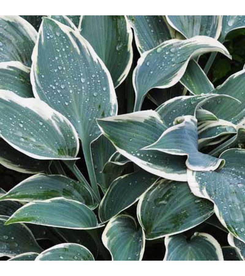 Hosta 'June', Хоста 'Джун'