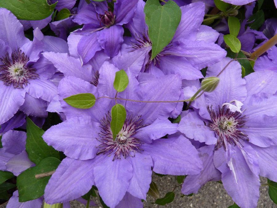 Клематис цельнолистный (Clematis integrifolia). - купить в ...