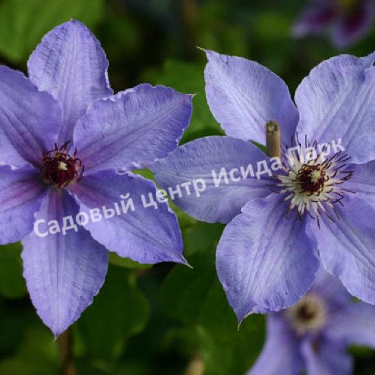 Clematis william kennet - Our Range