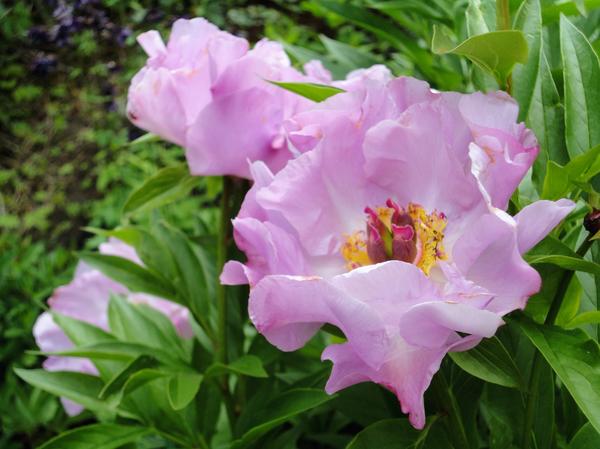 PAEONIA SUFFRUTICOSA Hua Er Qiao. Пион древовидный Две сестры ...