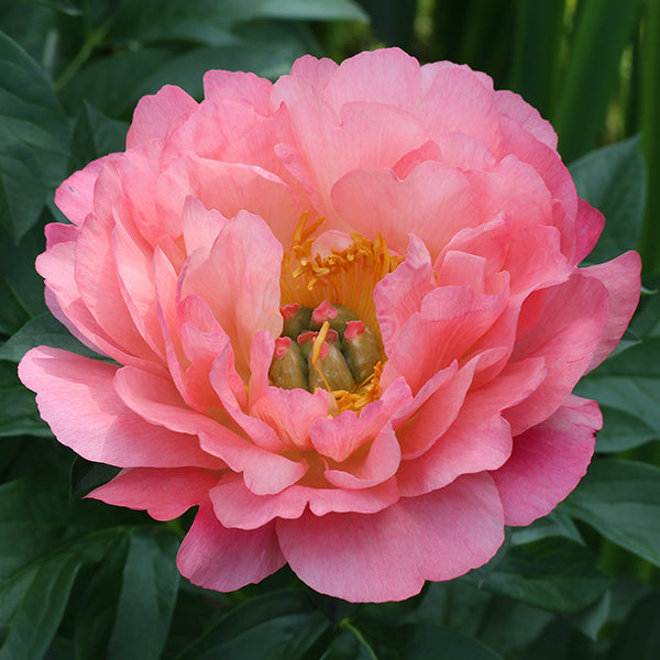 Пион Пинк Гавайан Корал (Paeonia Pink Hawaiian Coral) 7.5 л ...