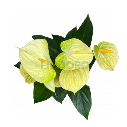 Delicata - Anthurium pot plants | Anthura