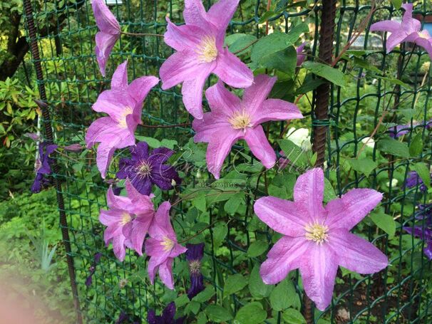 Clematis DANUTA Powojnik wielkokwiatowy