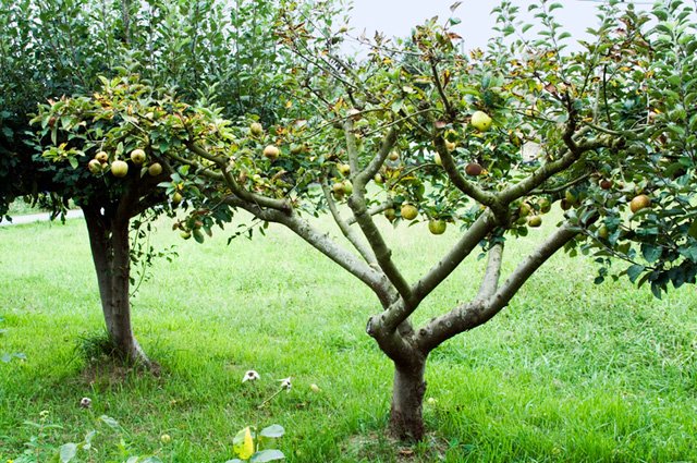 Ландшафтные форумы GARDENER.ru ...