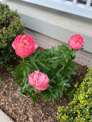 Pink Hawaiian Coral Peony (Paeonia 'Pink Hawaiian Coral') in ...