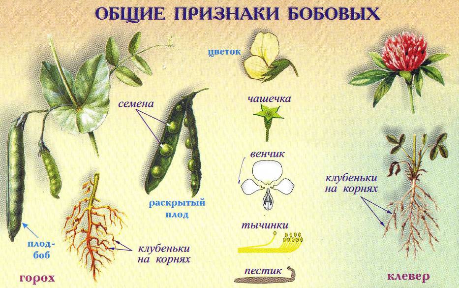 Презентация по сельскохозяйственному труду по теме 