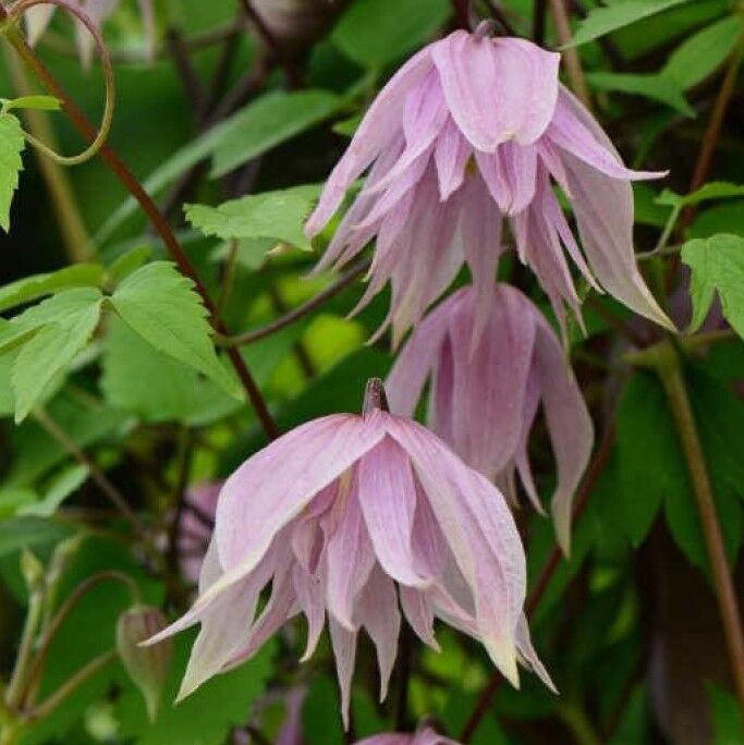 Новинки - Clematis - Źródło Dobrych Pnączy