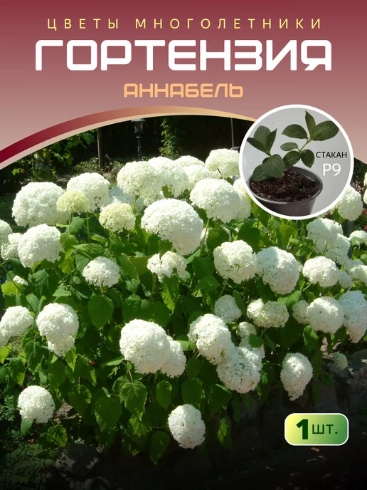 Гортензия древовидная Анабель (Hydrangea arborescens ...