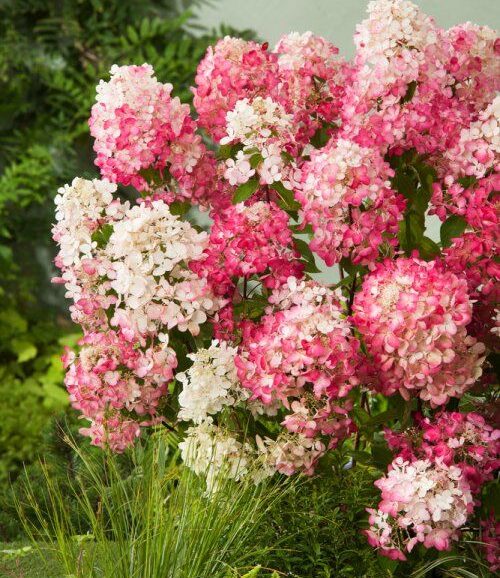 Pink Diamond Hydrangea (tree form) | Elegant Pink-White Blooms