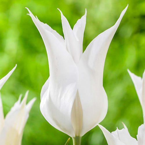 Tulip Ballade White ...